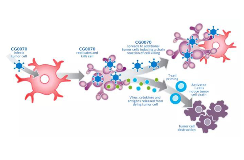 溶瘤病毒CG0070在高危膀胱癌病人中实现100% CR，国内乐普生物已拿到临床批件